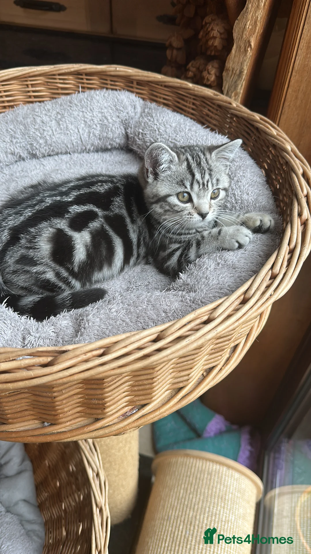 British Shorthair cats for sale: Superb Silver Tabby & Spotted British Shorthairs   - Advert 2