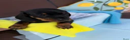 Miniature Dachshund dogs for sale: A litter of 2 lovely dachshund pups - Advert 22