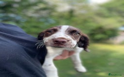 English Springer Spaniel dogs for sale: English Springer Spaniel Pups For Sale - Image 17