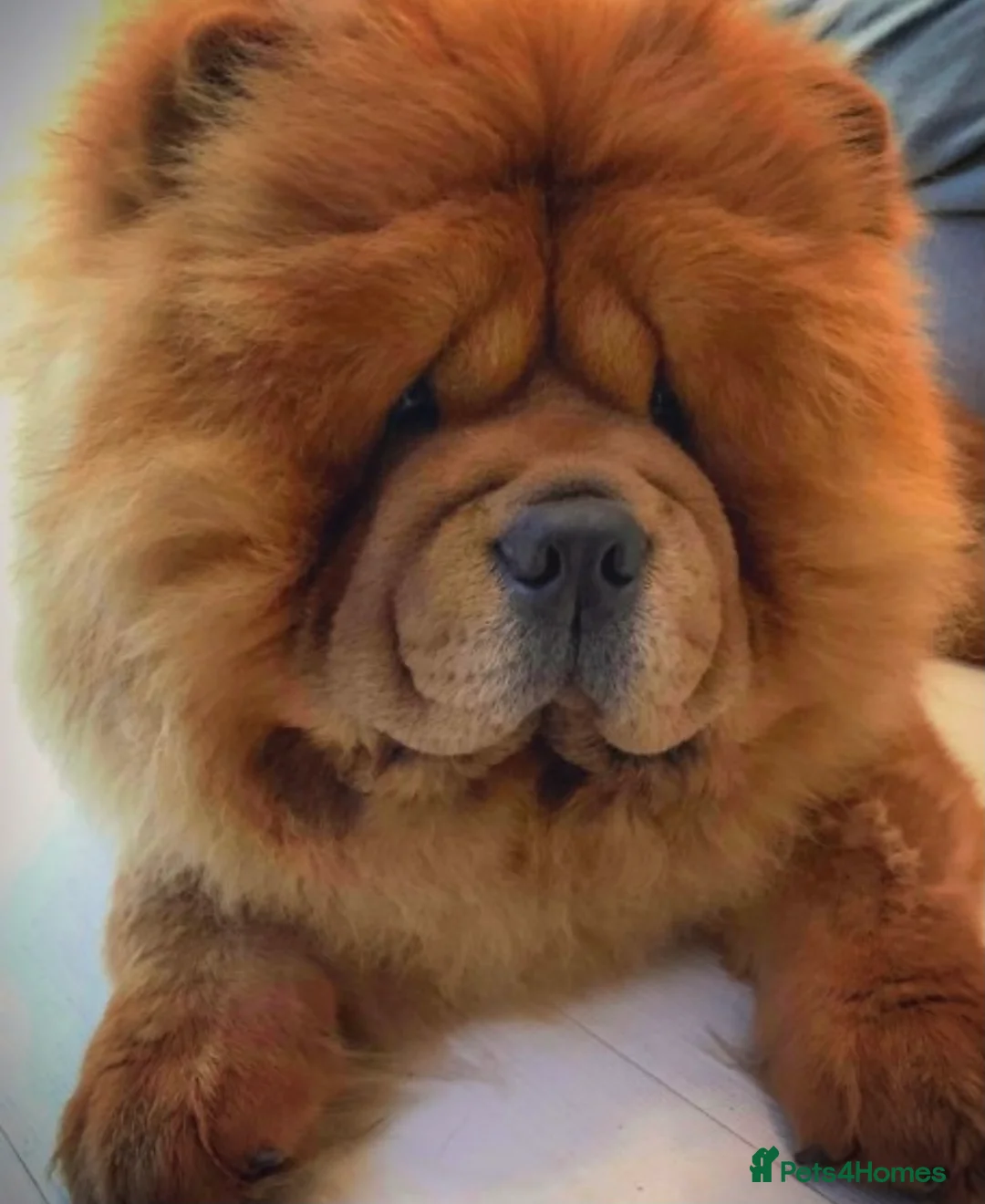 Chow Chow dogs for stud: *HOGAN*THICK RED RUSSIAN CHAMPION very well proven in Cheltenham - Advert 9
