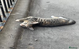 Mixed Breed cats for sale: FEMALE KITTEN - microchipped, flea&worm treated!  - Image 27