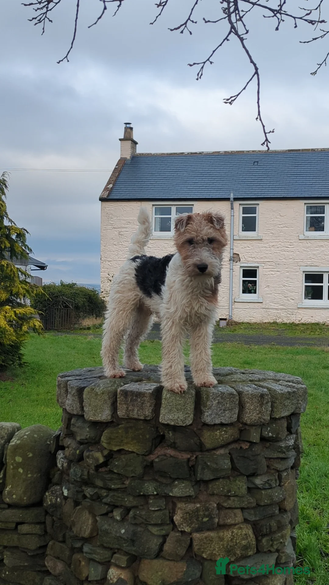 Mixed Breed dogs for sale: Foxy borders  - Advert 2