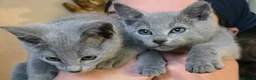 Russian Blue cats for sale: Russian Blue Brothers Preferably Together N.London - Advert 3