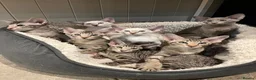 Oriental cats for sale: Exceptional show quality Orientals and Siamese  - Advert 38