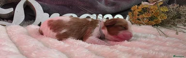Cavalier King Charles Spaniel Puppy 2
