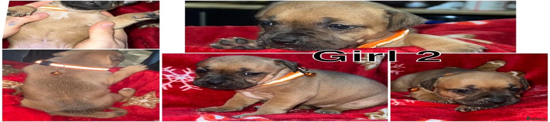 Staffordshire Bull Terrier Female 2