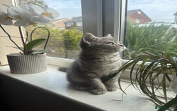 Scottish Fold cats for sale: Scottish fold kitten  - Image 4