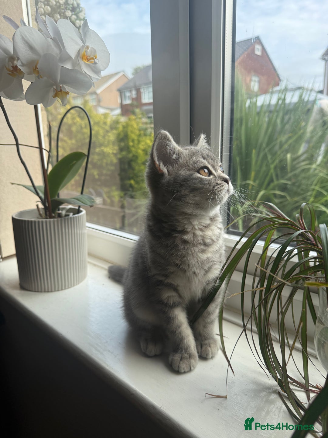 Scottish Fold cats for sale: Scottish fold kitten  - Image 4