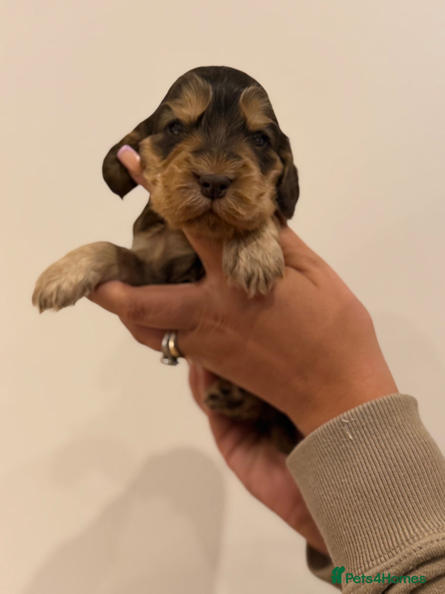 Cocker Spaniel dogs for sale: Golden & Chocolate Sable Show Cocker Puppies  in Doncaster - Advert 20