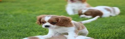 Mixed Breed dogs for sale: Playful Pugalier puppies for sale!  - Advert 23