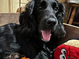 Cocker Spaniel dogs for sale: 🐾 Adorable Cocker Spaniel Puppies - Ready Soon!🐾 - Advert 1