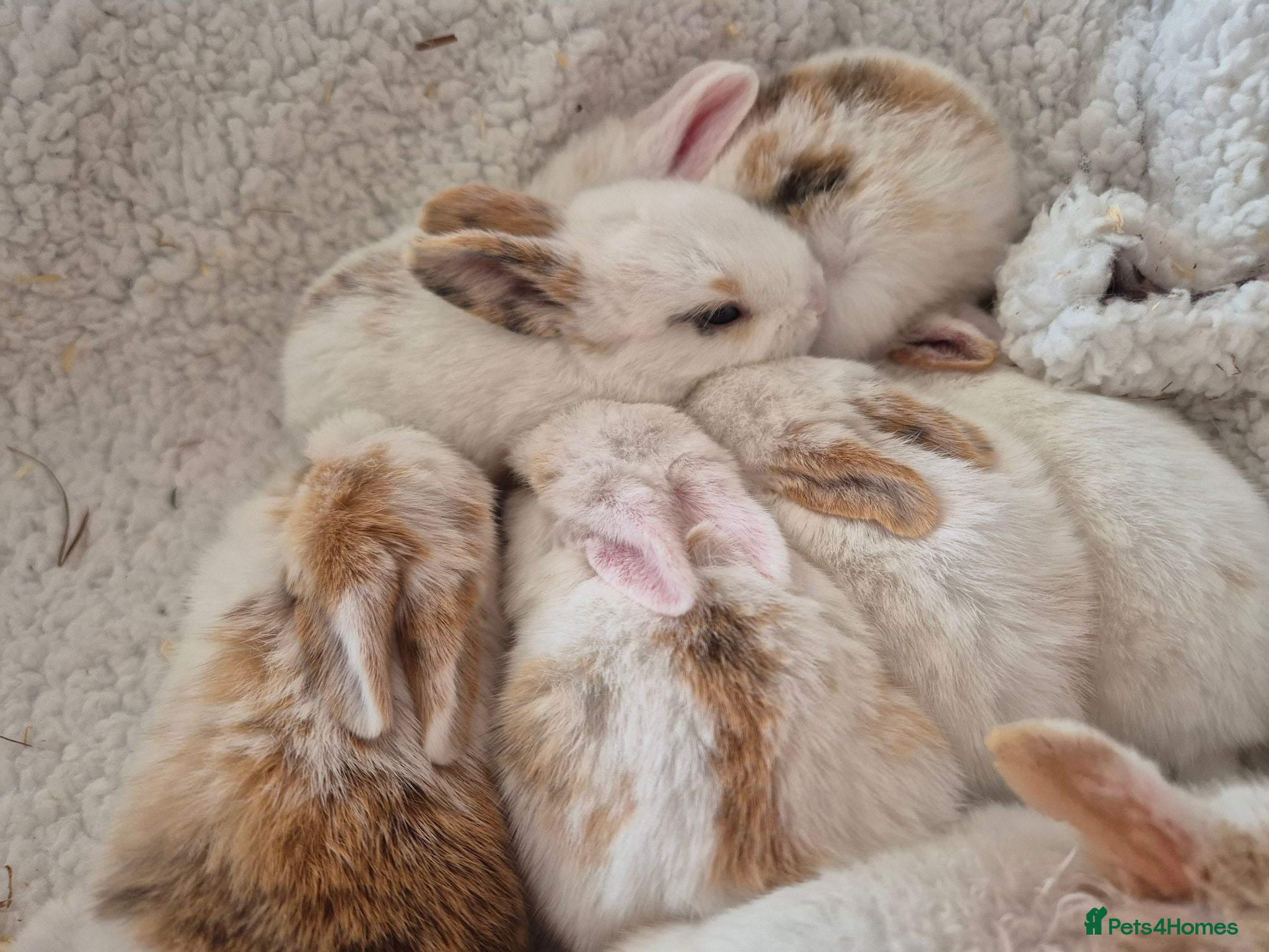 Mixed Breed rabbits 8 lovely mixed breed rabbits  - Advert 6