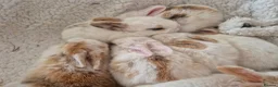 Mixed Breed rabbits for sale: 8 lovely mixed breed rabbits  - Advert 1
