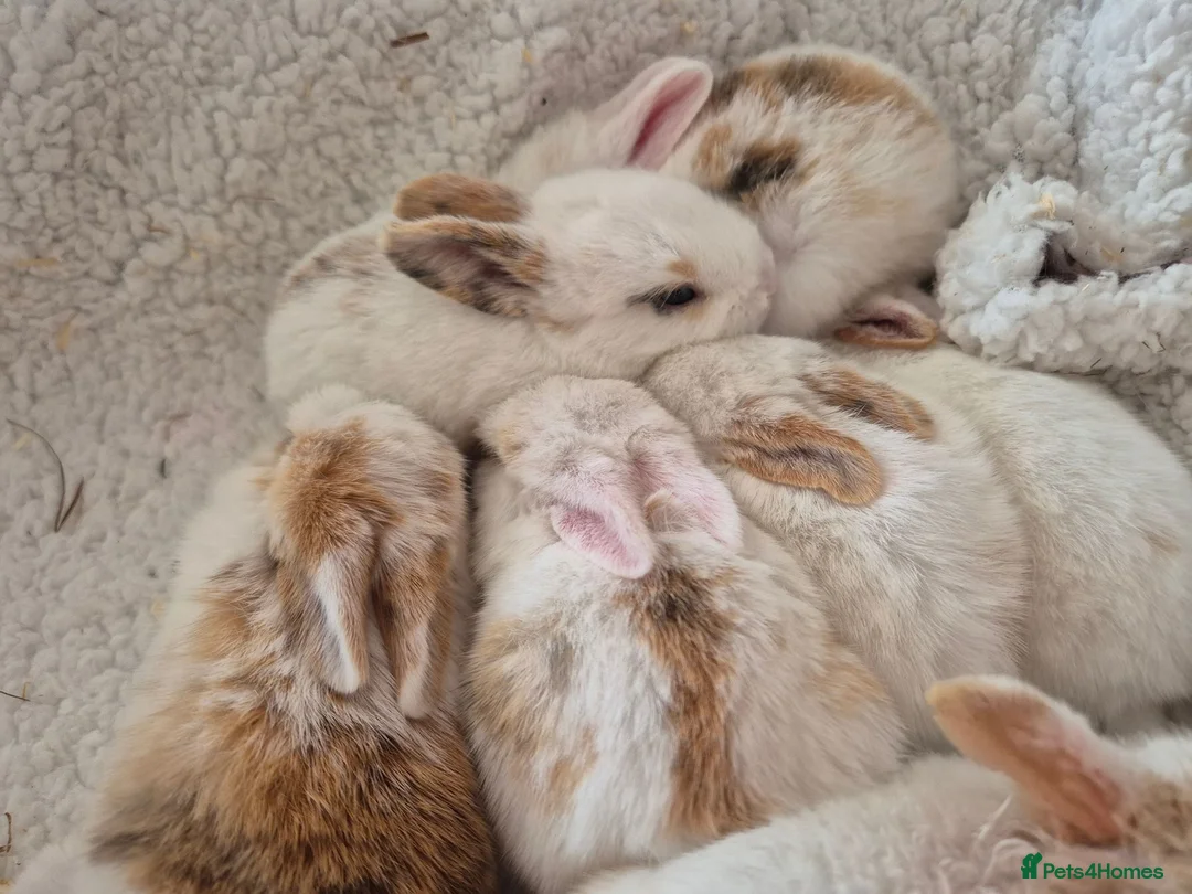 Mixed Breed rabbits for sale: 8 lovely mixed breed rabbits  - Advert 1