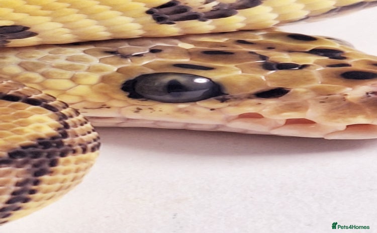 Python Snake reptiles - Advert 5
