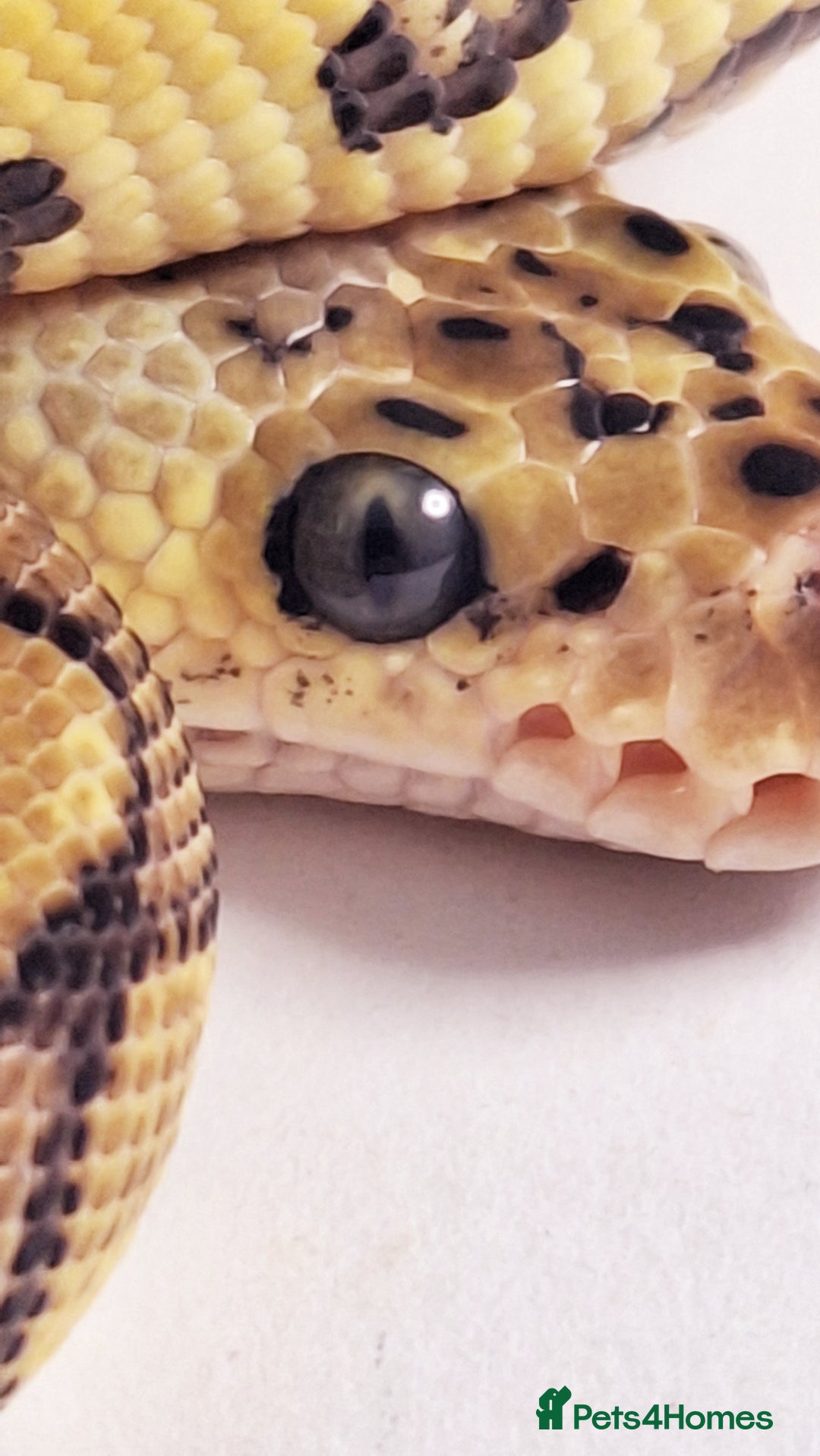 Python Snake reptiles for sale: Royal pythons Pastel Clowns - Image 1