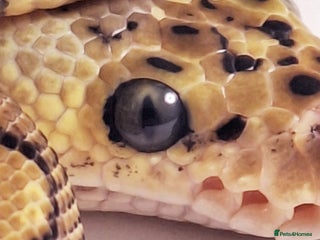 Python Snake reptiles - Advert 38