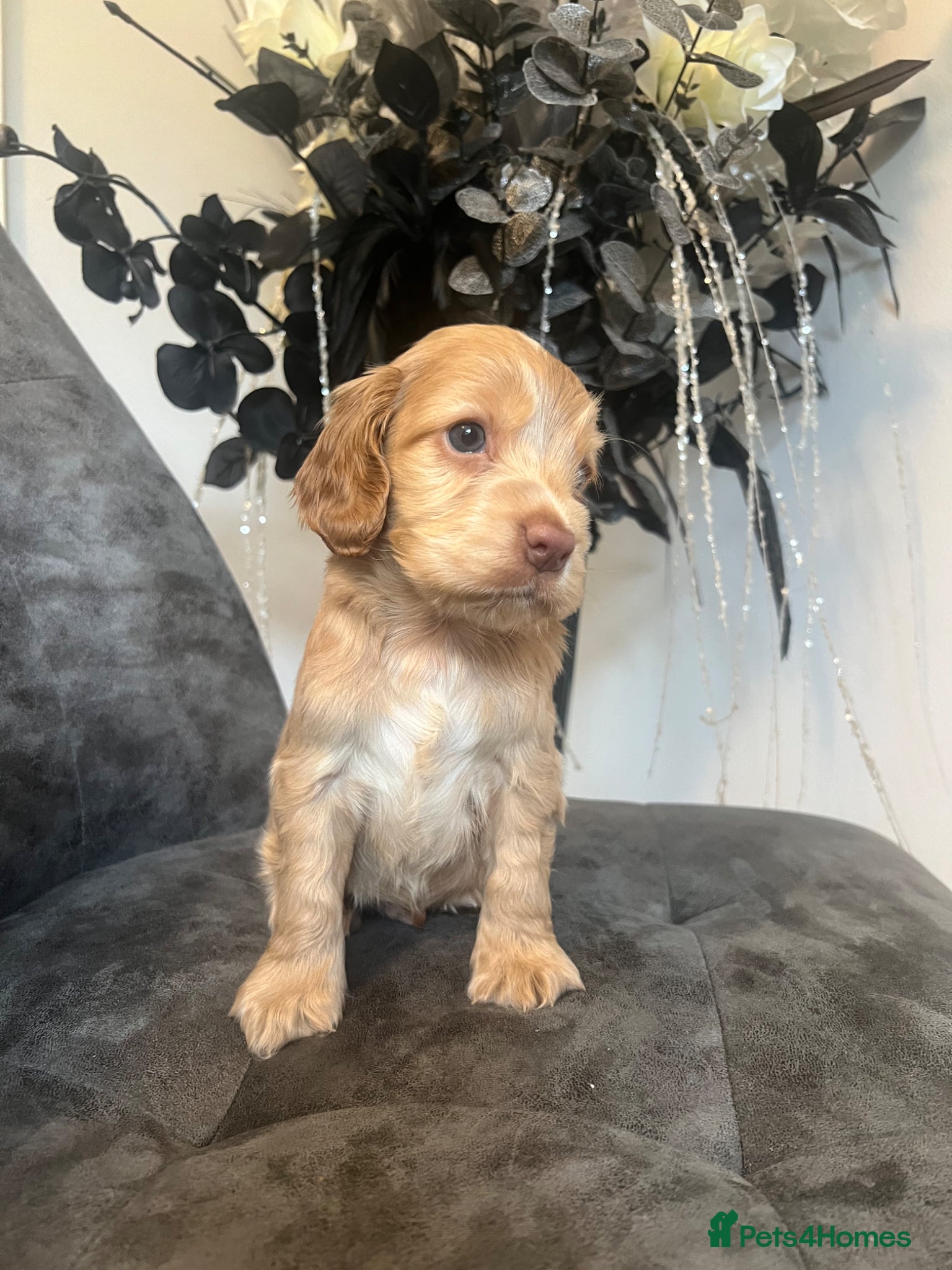 Cocker Spaniel dogs Fabulous show type KC reg health tested.   - Advert 2