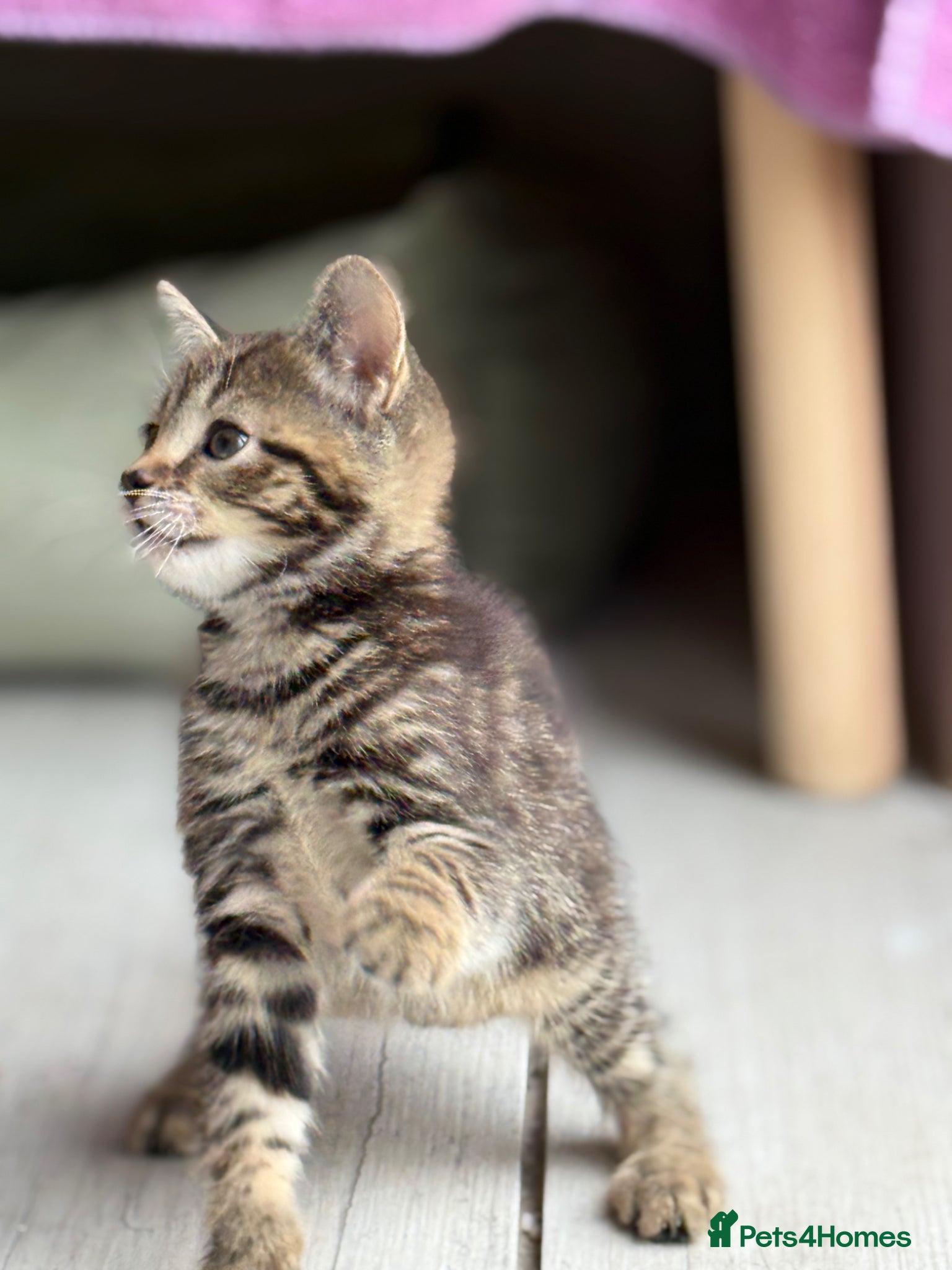 Mixed Breed cats Tabby kitten for sale  - Advert 1