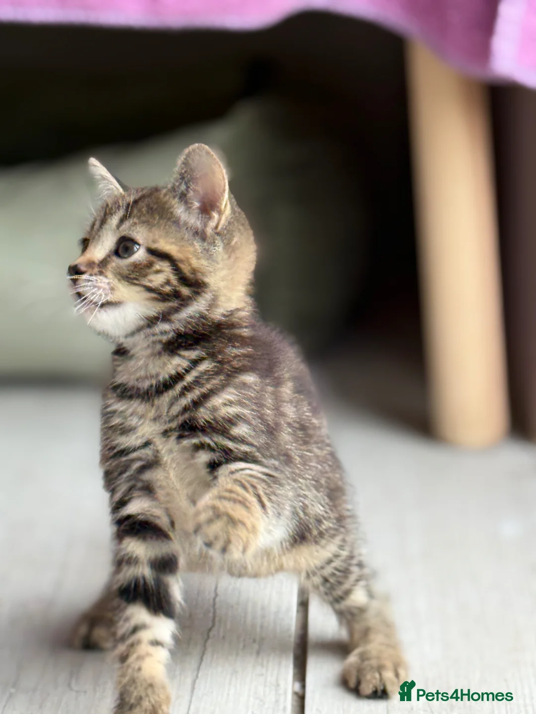 Mixed Breed cats for sale: Tabby kitten for sale  - Advert 1