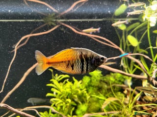 Rainbow Fish fish - Advert 1