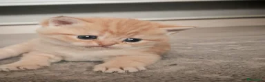 British Shorthair 2