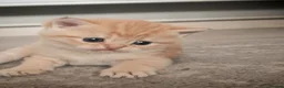 British Shorthair cats for sale: Beautiful British Shorthair Kittens for Sale  - Advert 11