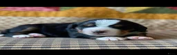 Bernese Mountain Dog dogs for sale: Cute Delighted  Bernese Mountain Puppies  in Folkestone - Advert 8