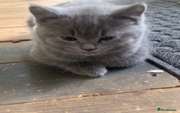 British Shorthair cats for sale: British Blue Kittens - Image 24