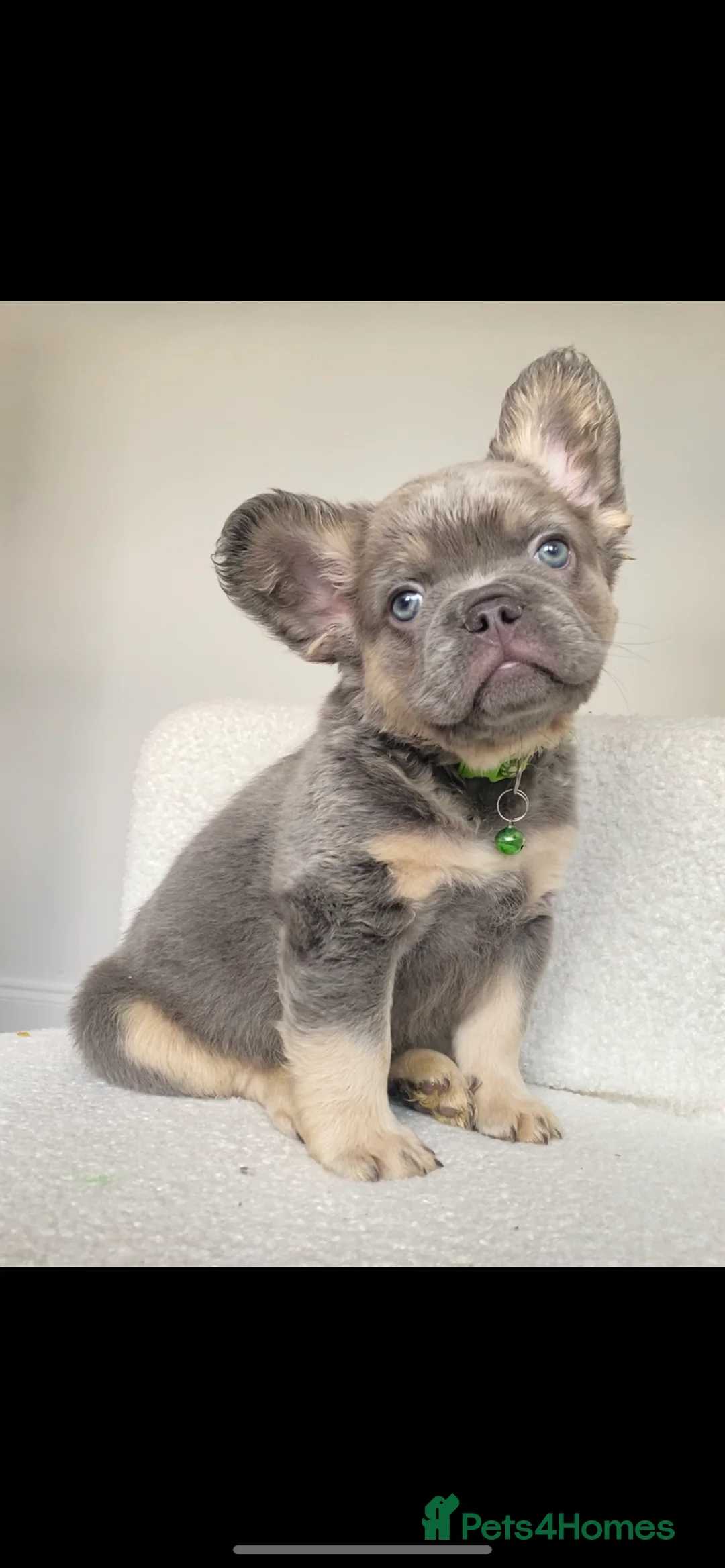 French Bulldog dogs for sale: FULL FLUFFY FRENCH BULLDOG  - Advert 7