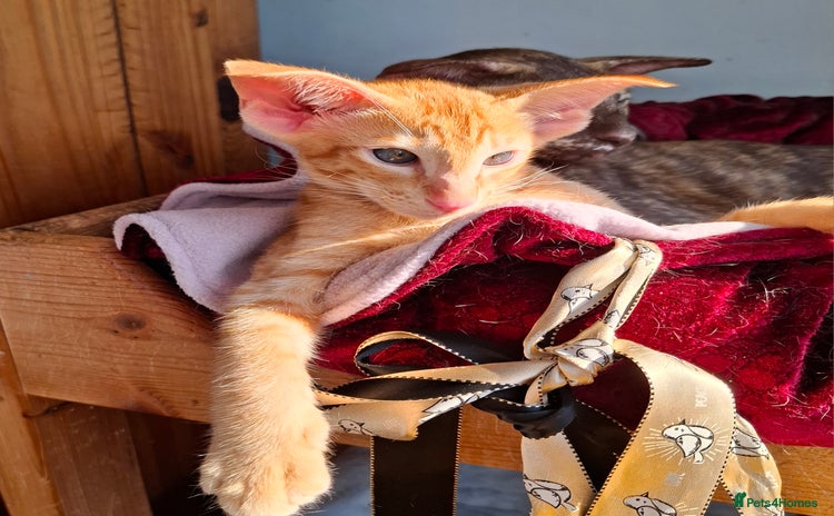 Oriental cats - Advert 4