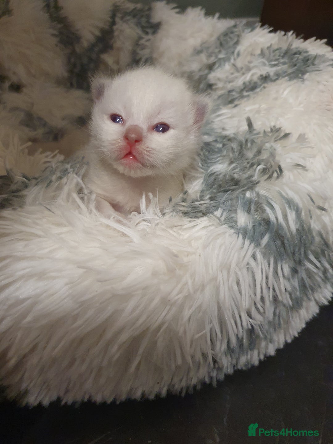 Ragdoll cats for stud: *Stud*gccf/tica entire active bluepoint ragdoll in Oldham - Image 11