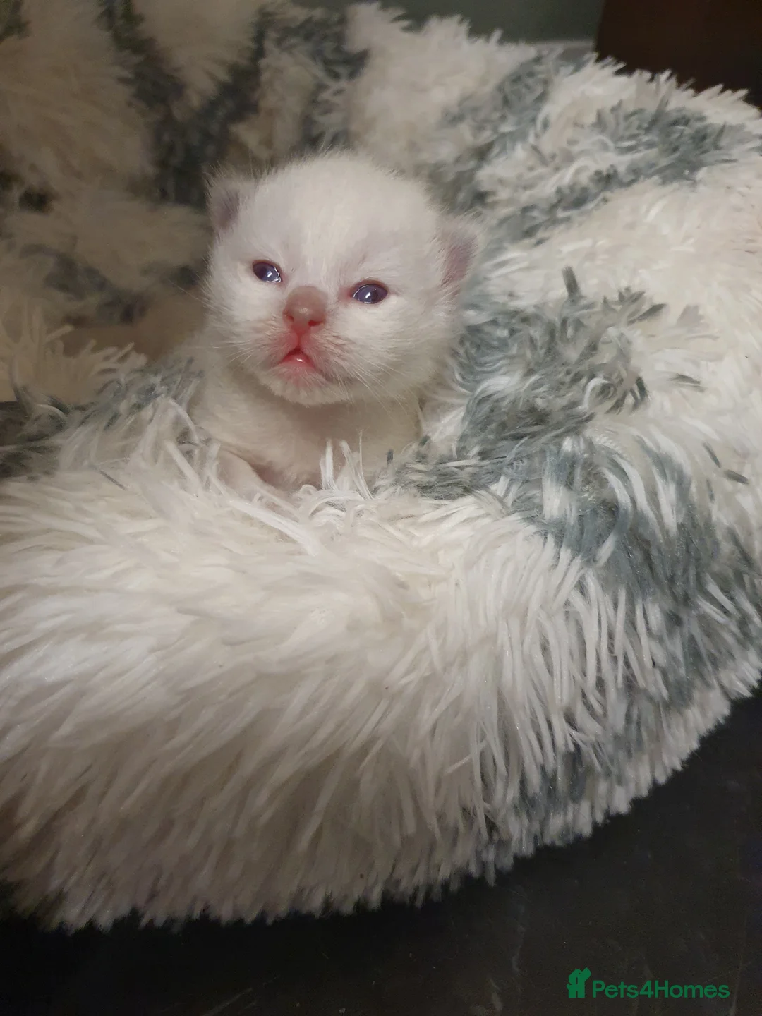 Ragdoll cats for stud: *Stud*gccf/tica entire active bluepoint ragdoll in Oldham - Advert 11