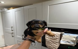 Cocker Spaniel dogs for sale: Cocker x collie pups for sale - Image 1