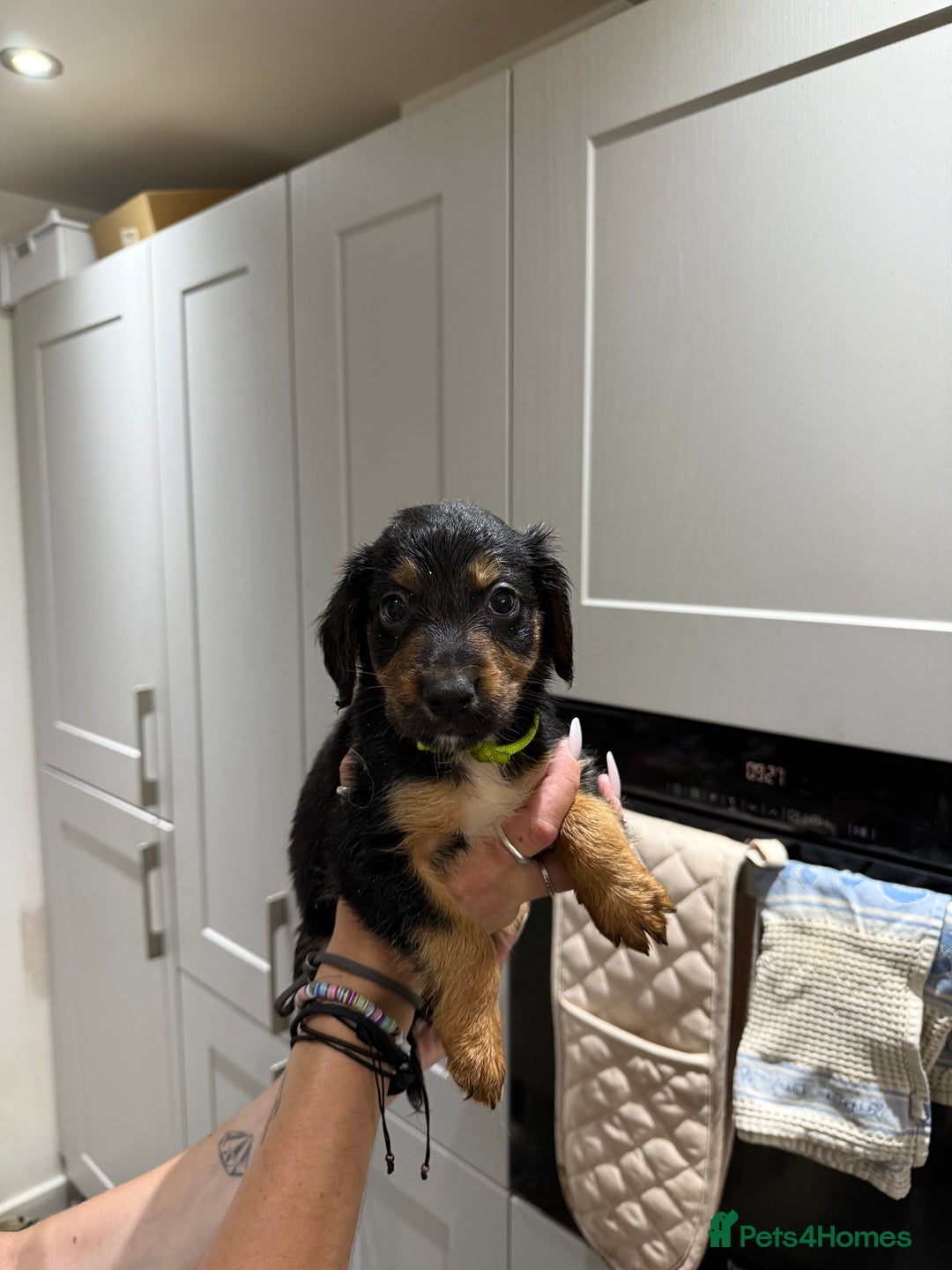 Cocker Spaniel dogs for sale: Cocker x collie pups for sale - Image 1