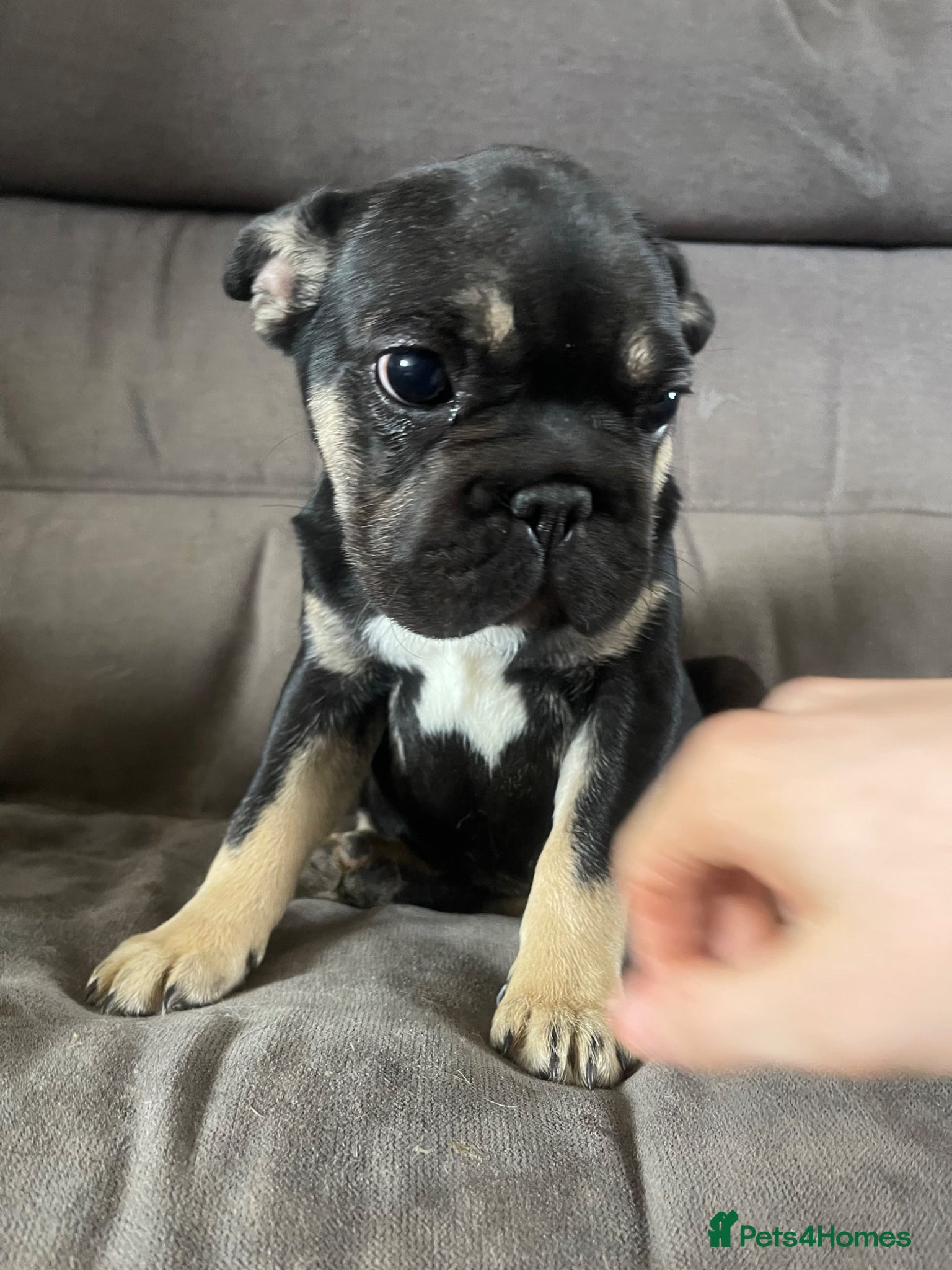French Bulldog dogs STUNNING LITTER AVAILABLE NOW!  - Advert 5