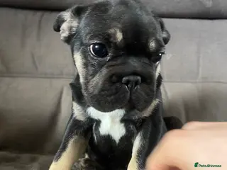 French Bulldog dogs STUNNING LITTER AVAILABLE NOW! - Advert 1
