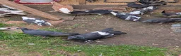 Pigeons birds for sale: Pigeons Mixed Variety  in Ashford - Advert 3