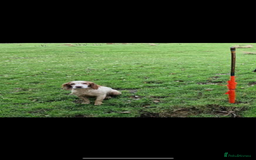 Cocker Spaniel dogs for sale: Stunning KC health tested Cocker pups  - Image 23