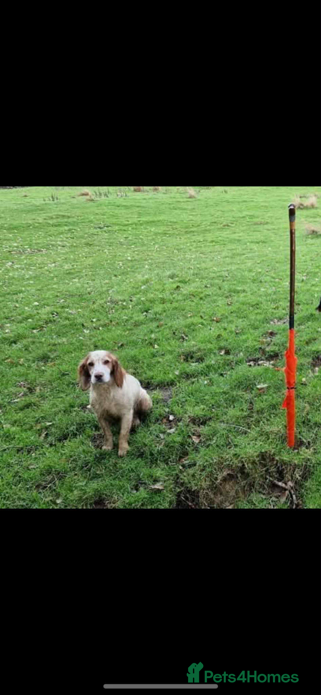 Cocker Spaniel dogs for sale: Stunning KC health tested Cocker pups  - Image 23