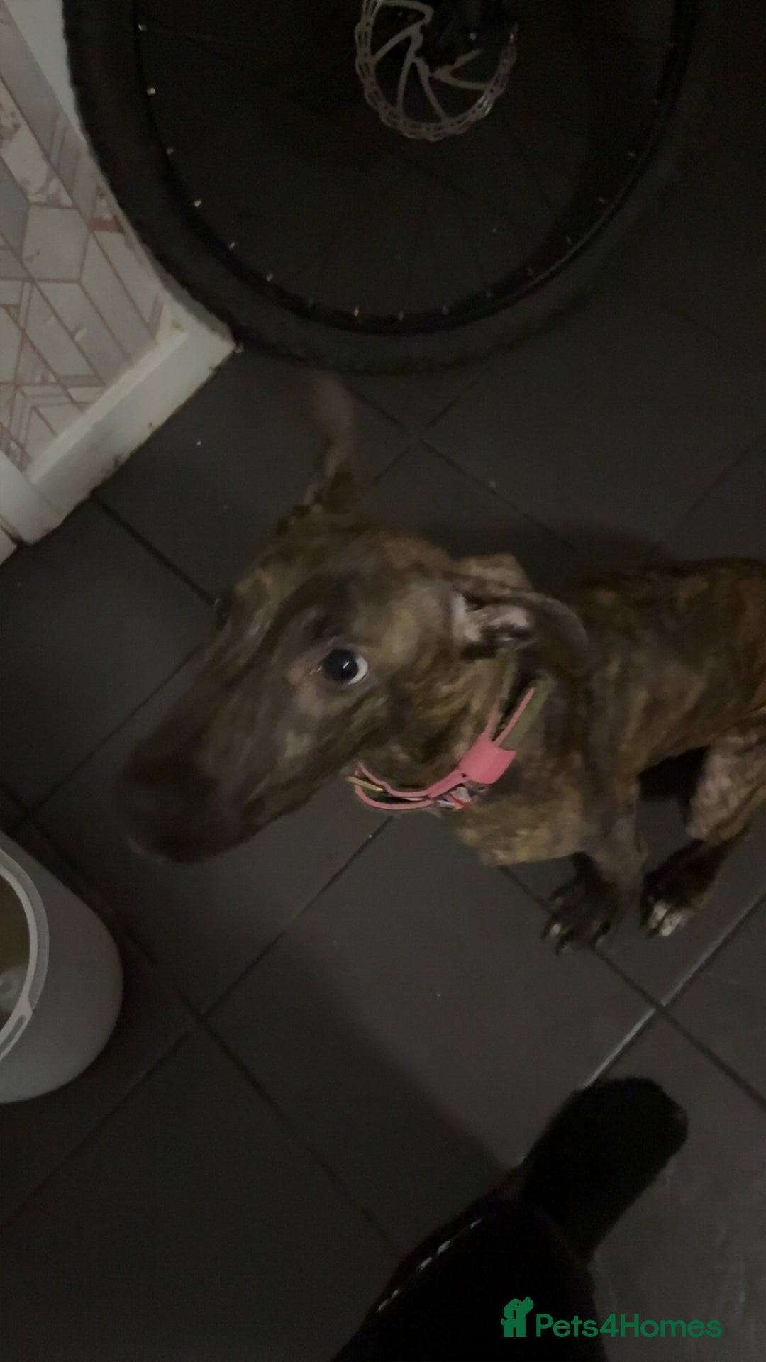 Mixed Breed dogs for sale: For Sale dearhound greyhound bull - Advert 1