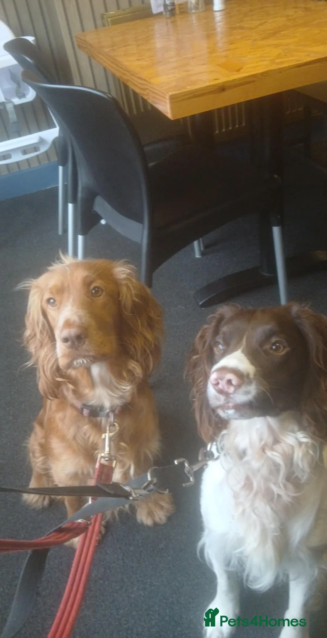 Sprocker dogs for sale: Beautiful sprocker - Advert 3