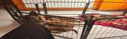 Belgian Shepherd Dog dogs for sale: Belgian malinois x german shepherd  - Advert 13