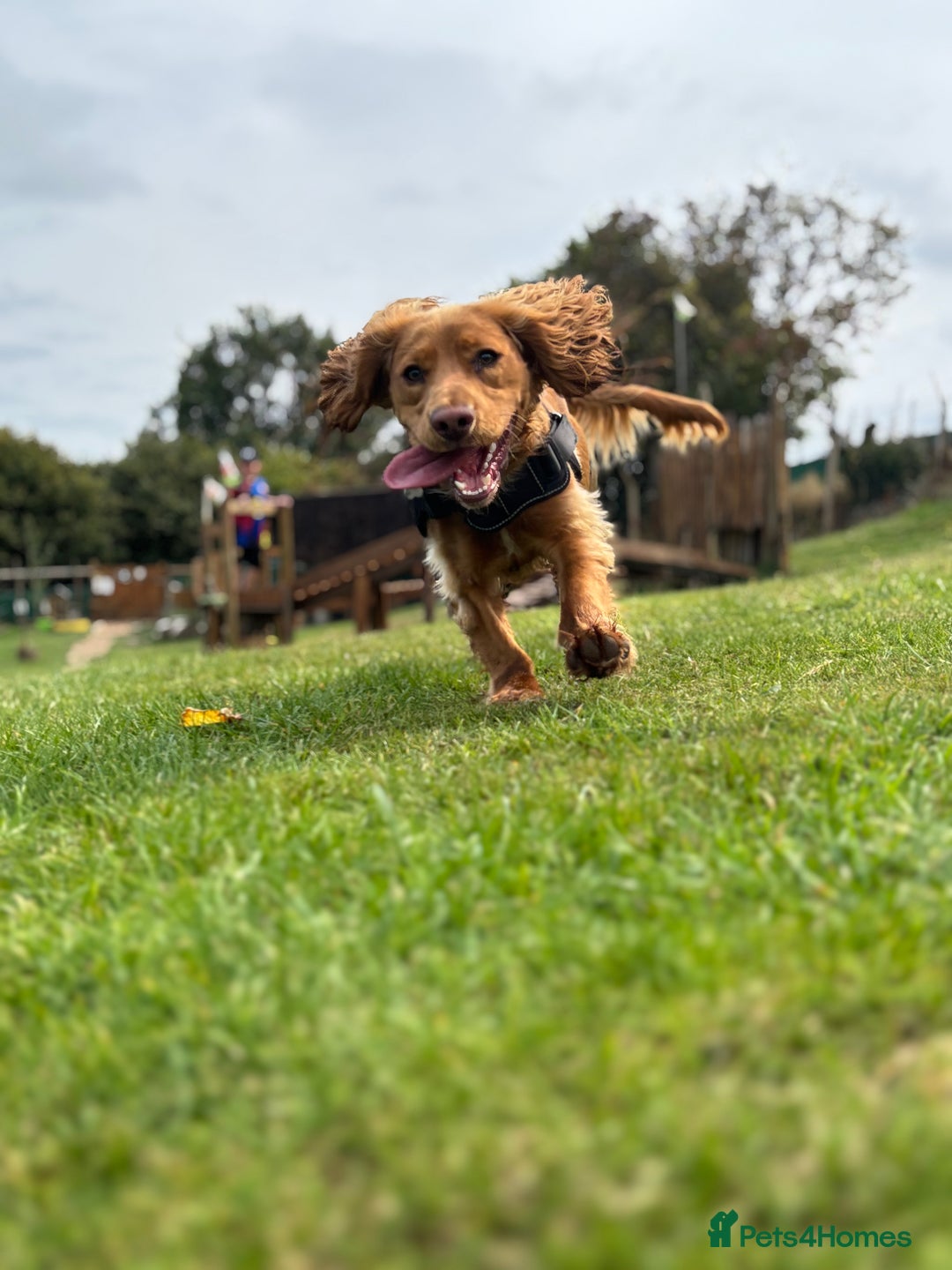 Cocker Spaniel dogs for sale: Cocker spaniel Male 1 year old  - Advert 11