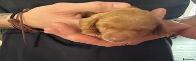 Miniature Dachshund Puppy 2