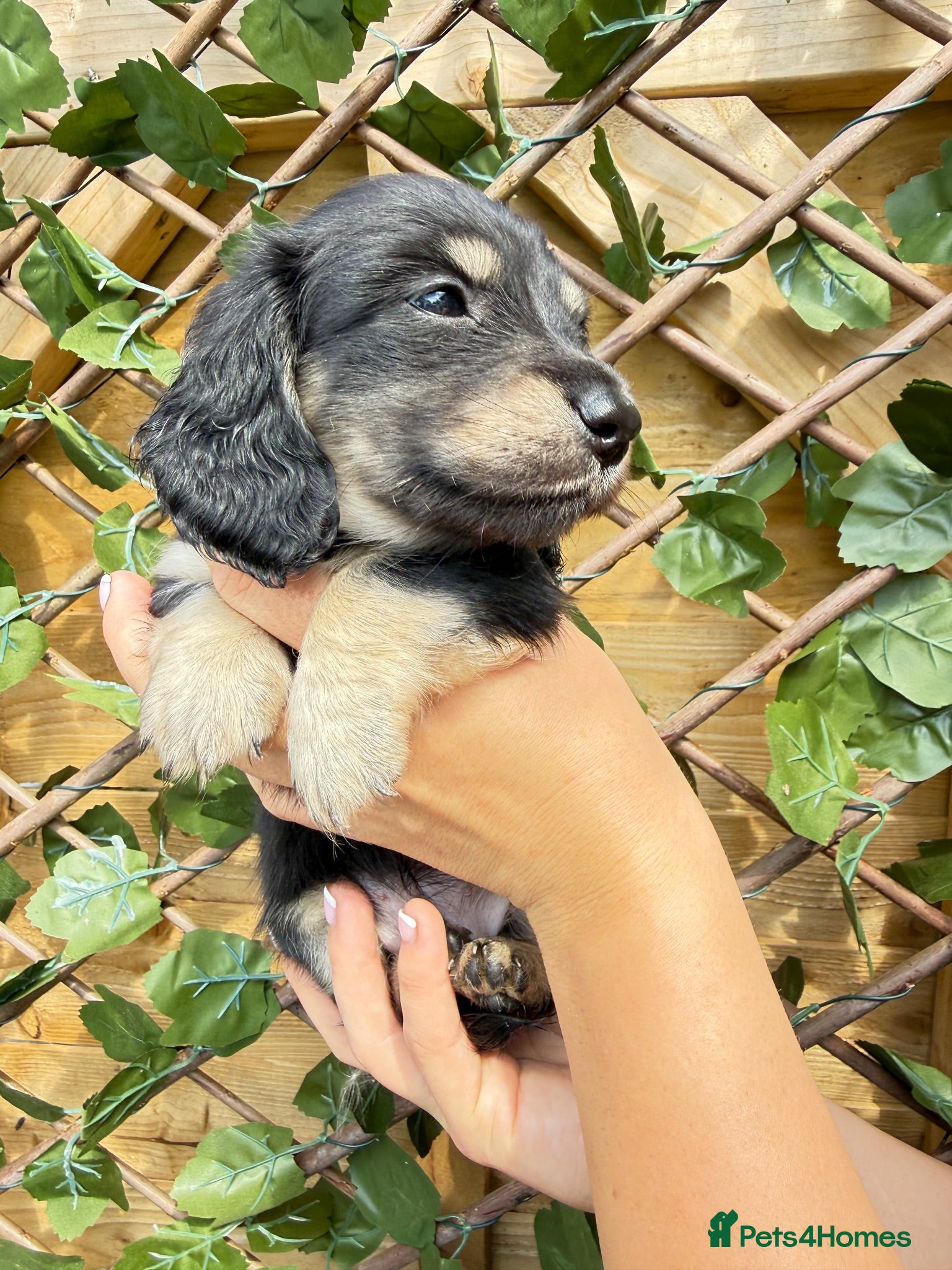 Dachshund dogs Long Haired Miniature Dachshund Puppies KC ✅ - Advert 17