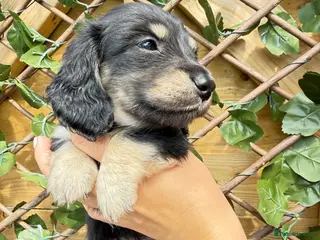 Dachshund dogs Miniature Long Haired Dachshund Puppies KC ✅ - Advert 1