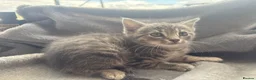 Domestic Shorthair cats for sale: Grey Tabby male kitten  - Advert 2