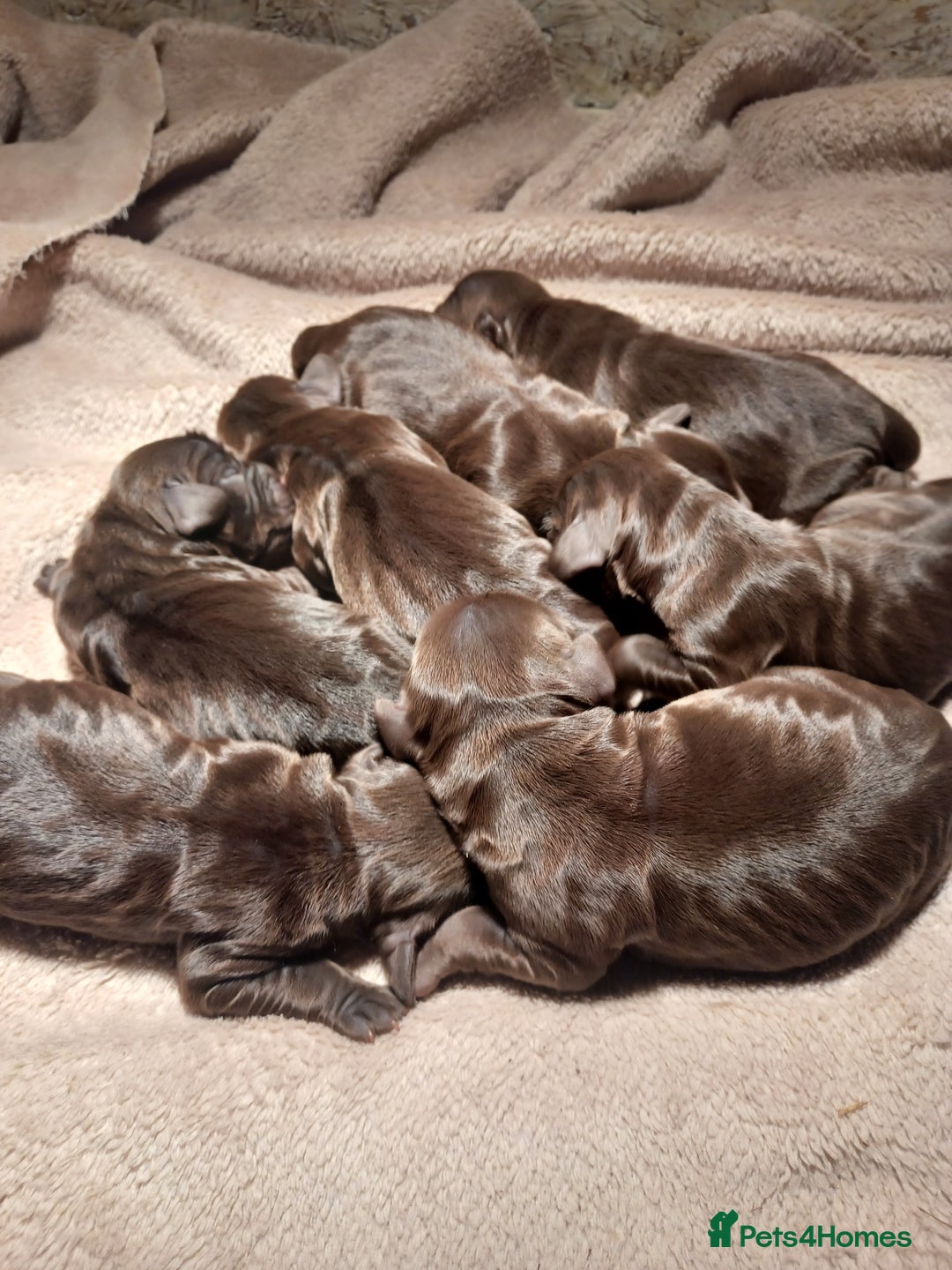 Cocker Spaniel dogs for sale: Cocker spaniel puppies - Image 4