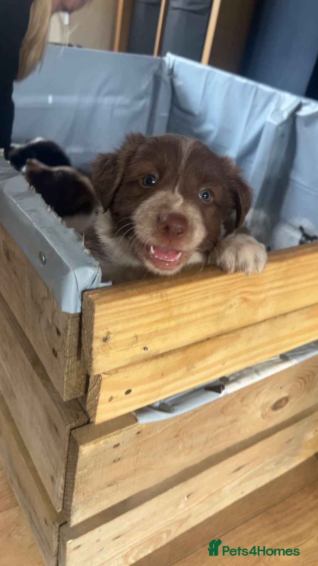 Border Collie dogs for sale: Red and white border collie/Sheepdog Pups - Image 27